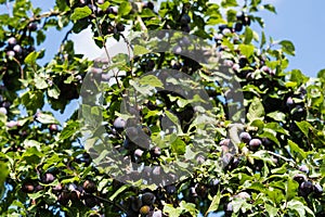 Fruits on plumtree photo