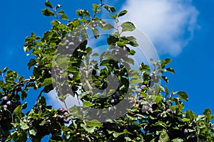 Fruits on plumtree photo