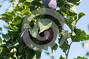 Fruits on plumtree photo