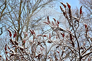 Fruits of a poison ivy tannic Rhus coriaria L., covered with snow against the background of the sky