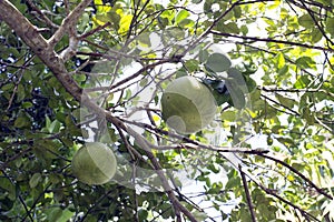 Fruits on a pomelo tree
