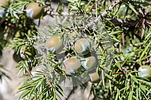 Fruits of prickly juniper, Juniperus oxycedrus