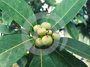 The Fruits of The Puspa Tree