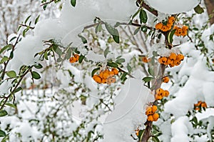 Fruits of pyracantha