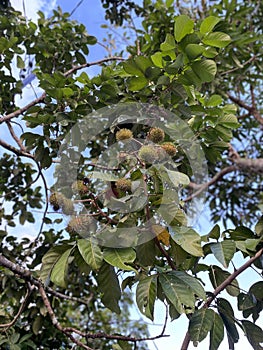 Fruits of rambutan tree