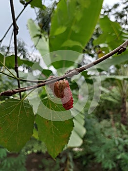 fruits that are rarely found