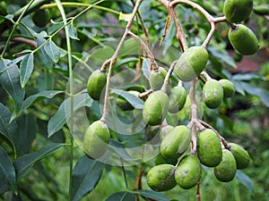 Fruits of raw Hog Plum (Spondias pinnata)