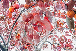 Fruits among red backlit foliage
