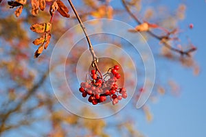 Fruits of red berries