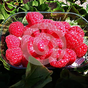 Fruits red redberry green grass