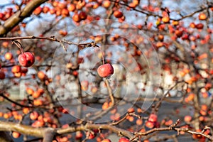 Fruits of a red sentinel apple tree, a ornamental apple also called ruber custos, malus Evereste photo