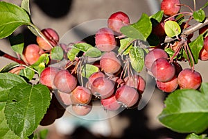 Fruits of a red sentinel apple tree, a ornamental apple also called ruber custos, christmas apple or zierapfel photo