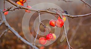Fruits of a red sentinel apple tree, a ornamental apple also called ruber custos, malus Evereste photo