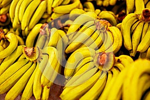 Fruits. Ripe Bananas At Market. Healthy Raw Potassium Rich Food.