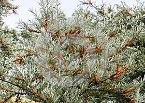 Fruits of ripe sea buckthorn on a tree