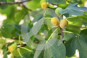 Fruits of ripe yellow figs on a young light green tree