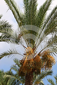 Fruits ripen in the garden on date palms