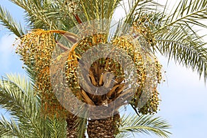 Fruits ripen in the garden on date palms