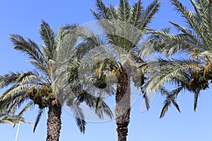 Fruits ripen in the garden on date palms