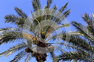 Fruits ripen in the garden on date palms