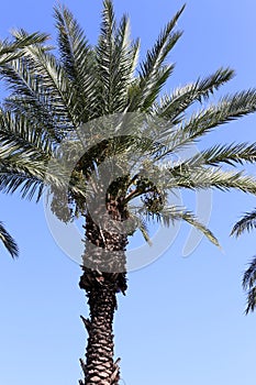 Fruits ripen in the garden on date palms