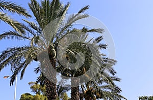 Fruits ripen in the garden on date palms