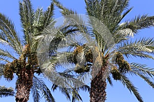 Fruits ripen in the garden on date palms