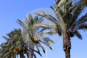 Fruits ripen in the garden on date palms