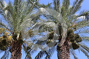 Fruits ripen in the garden on date palms