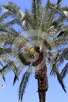 Fruits ripen in the garden on date palms