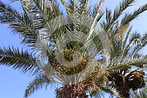 Fruits ripen in the garden on date palms