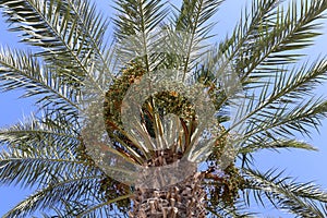 Fruits ripen in the garden on date palms