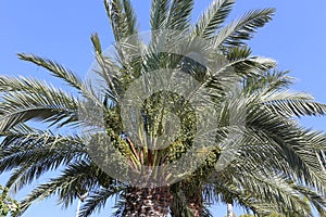 Fruits ripen in the garden on date palms