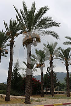 Fruits ripen in the garden on date palms