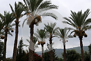 Fruits ripen in the garden on date palms