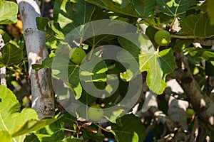 Fruits ripening on a fig tree. Green figs among the leaves of the tree
