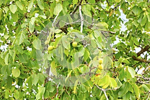 Fruits of a ripening green nut among yellowing leaves on a young bright green tree in the fall season