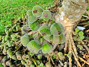 Fruits of Roxburgh fig, elephant ear fig tree Ficus auriculata are produced on thin branches emerging from the trunk or from the
