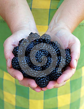 Fruits of Rubus in hands