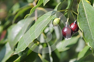 Fruits of Santalum album, Indian sandal wood tree