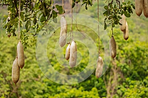 Fruits of Sausage Tree Kigelia in Africaclose-up in a dense crown