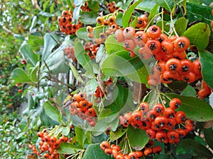 Fruits of scarlet firethor on bush, Pyracantha coccinea.