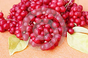 Fruits of schizandra. Ripe berries of schisandra. Rich crop of vitamins