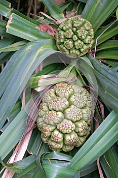 Fruits of the screw pine or pandan Pandanus tectorius plant