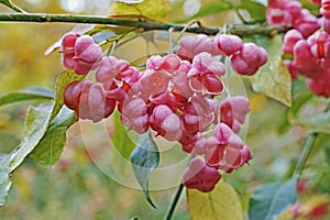Fruits and seeds of european spindle