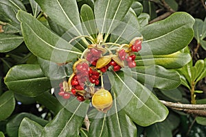 Fruits and seeds of pittosporum tobira