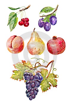 FRUITS.A SET OF BRIGHT FRUITS. WATERCOLOR ILLUSTRATION. HAND DRAWING.