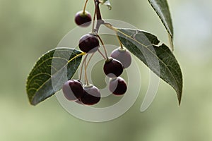 Fruits of a shiny leaf buckthorn Rhamnus prinioides photo