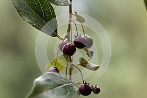 Fruits of a shiny leaf buckthorn Rhamnus prinioides photo