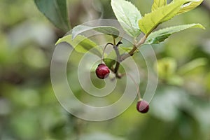 Fruits of a shiny leaf buckthorn Rhamnus prinioides photo